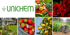 UNICHEM PLANTELLA Mineralno gnojivo za rododendrone hortenzije vrijeske i borovnice 1 kg