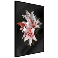 Poster Pale Pink Lilies 30x45