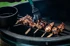 BIG GREEN EGG Lončić, lijevano željezo s četkicom