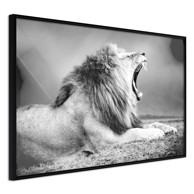 Poster Yawning Lion 30x20