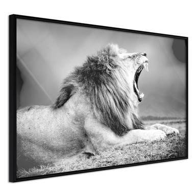 Poster Yawning Lion 30x20