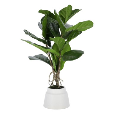 KAVE HOME Umjetni fikus Lyrata, visina 60 cm