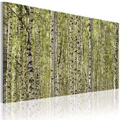 Slika A forest of birch trees 120x80