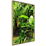 Poster In the Rainforest 40x60