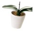 CASA SELECCION Umjetna biljka Orchid, visina 45 cm