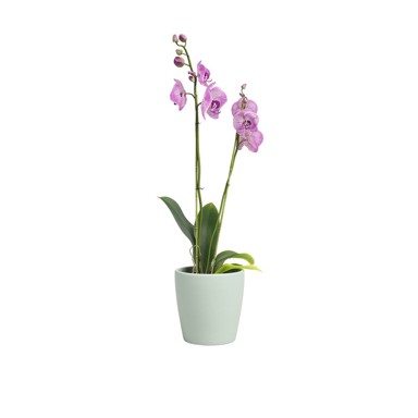 ARTEVASI Keramička tegla za cvijeće ø 14 cm Thalia
