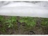 Proljetni agrotekstil bijeli 17 g 3,2 m x 100 m