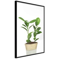 Poster Piece of Nature II 30x45