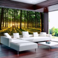 Foto tapeta Spring Morning in the Forest 400x280