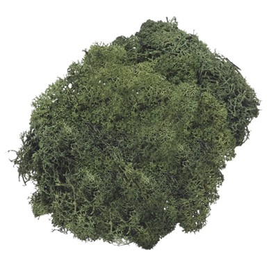 KNORR PRANDELL Umjetna mahovina 21-6694462, 50 g, zelena