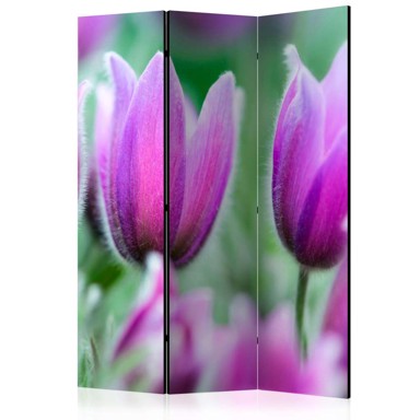 Sobna pregrada u 3 dijela Purple spring tulips 135x172