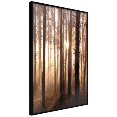 Poster Morning in the Forest 20x30
