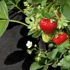 AGRIMPEX Agrotekstil za malčiranje Agro-nowa 1,6x5 m, 8 m², crni