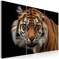 Slika A wild tiger 60x40
