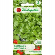 PLANTICO Kukuruzna salata Verte de Cambrai