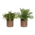 CASA SELECCION Umjetne biljke u setu 2 kom, visina 22 cm  