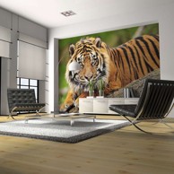 Foto tapeta Sumatran tiger 300x231