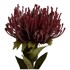 PT LIVING Umjetna biljka Protea, visina 60 cm