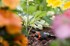 GARDENA Prilagodljiva vrtna kapaljka Micro-Drip-System, s izjednačavanjem tlaka, 5 kom