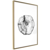 Poster Tree Rings 30x45