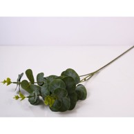 Rezano cvijeće Eukaliptus