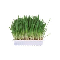 TRIXIE Trava za glodavce u posudi 100 g