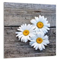 TMK Staklena zaštita za štednjak ili ploču za kuhanje 60x65, daisy