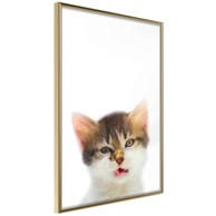 Poster Funny Kitten 30x45
