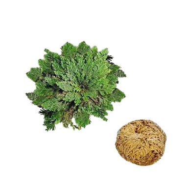 GADGET MASTER Jerihonska ruža