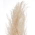 ATMOSPHERA Ukrasna grana pampa 11x11x109cm sušeno bilje oker 3/1