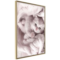 Poster Tangled in Sweater 20x30