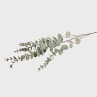 Rezano cvijeće, grana eukaliptus 75 cm