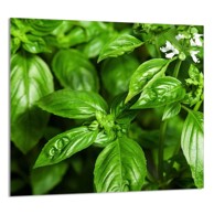 TMK Staklena zaštita za štednjak ili ploču za kuhanje 65x60, basil