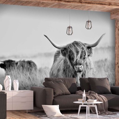 Foto tapeta Highland Cattle 300x210