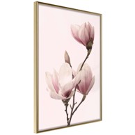 Poster Blooming Magnolias III 20x30