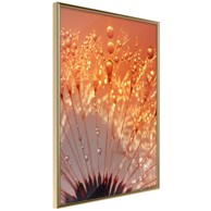 Poster Orange Breath of the Summer 30x45