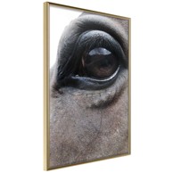 Poster Gentle Eyes 40x60