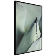 Poster Young Leaf of Agave 40x60