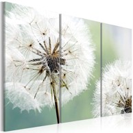 Slika Fluffy dandelions 120x80