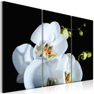 Slika Snowy orchid 120x80