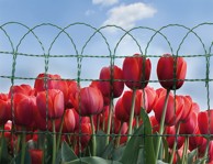 Plastificirana žica Floritor 40 cm/10 m