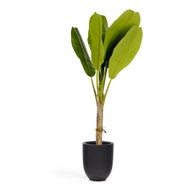 KAVE HOME Umjetna palma Baa, visina 160 cm