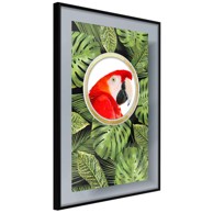 Poster Parrot Says Hi 30x45