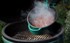 BIG GREEN EGG Dutch oven, ovalni