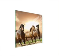 TMK Staklena zaštita za štednjak ili ploču za kuhanje 50x52, konji