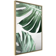 Poster Leaves Like Swiss Cheese 30x45