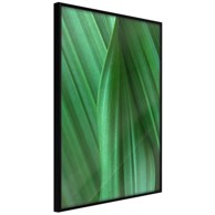 Poster Leaf Structure 30x45