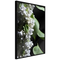 Poster Fragrant Spring 30x45