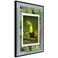 Poster Toucan in the Frame 30x45
