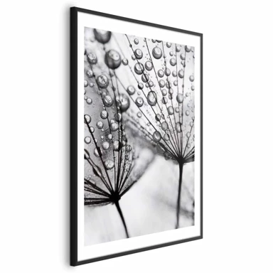 Plakat Macro Dew, 60x90 cm